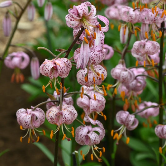Lilium Martagon Flower seeds for Planting Vibrant Colors Heirloom & GMO Free Seeds for Home Garden