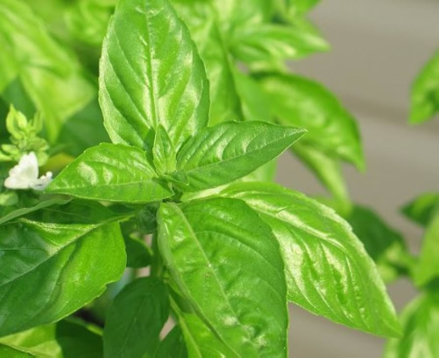 Lime Basil (Ocimum basilicum) Herb Flower Seeds