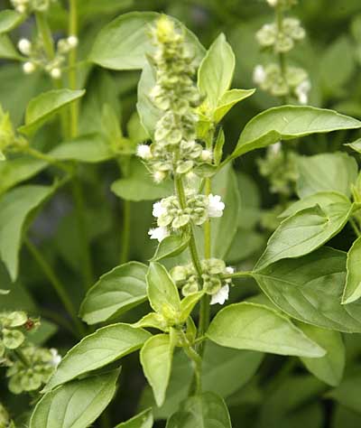 Lime Basil Ocimum Americanum Seeds heirloom non-gmo organic garden seeds