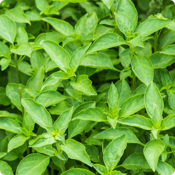 Lime Basil Ocimum Basilicum 'Lime' Seeds heirloom non-gmo organic garden seeds
