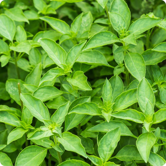 Lime Basil Ocimum Basilicum 'Lime' Seeds heirloom non-gmo organic garden seeds
