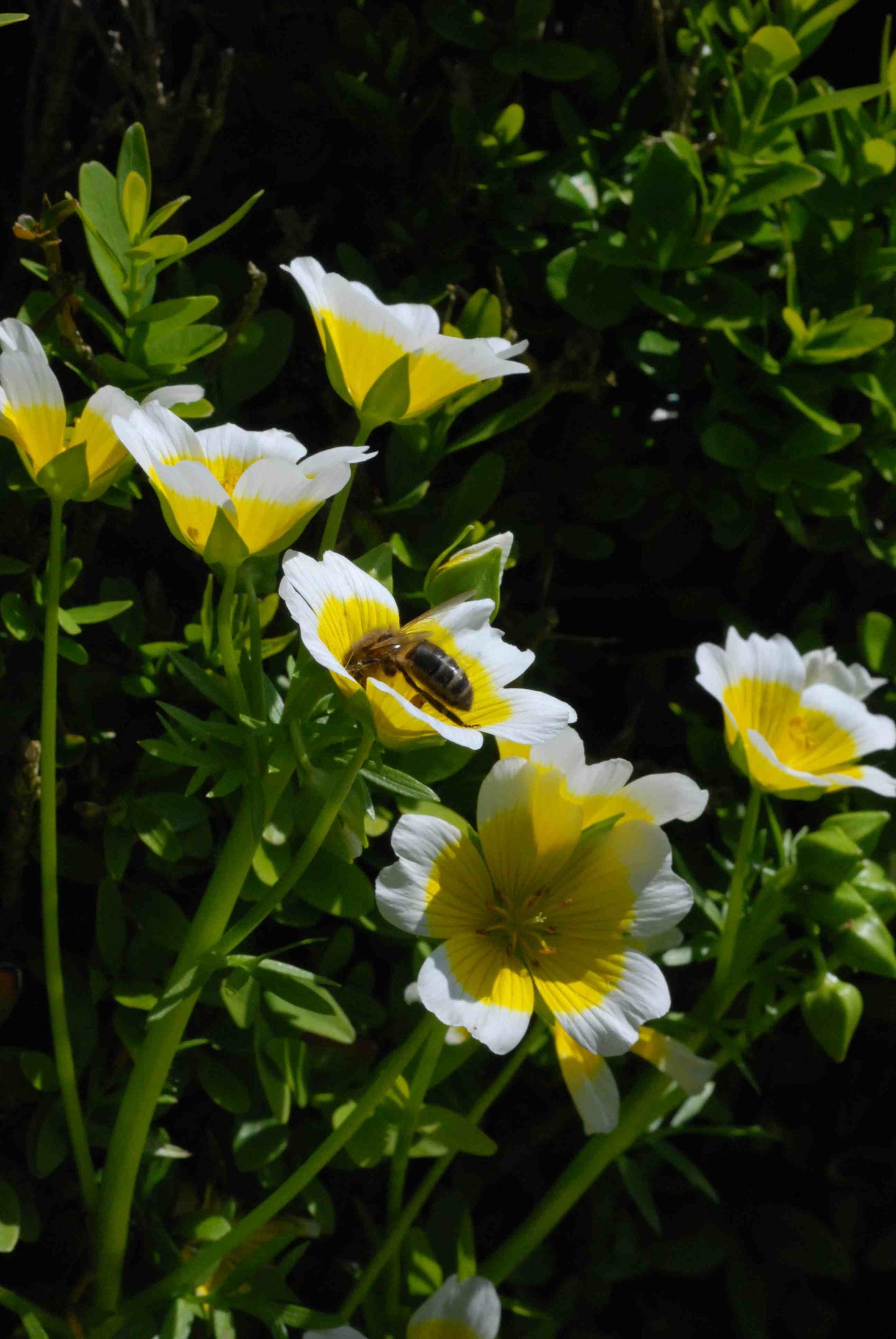 Limnanthes Douglasii Garden  Easy to Grow Pollinator Flowers