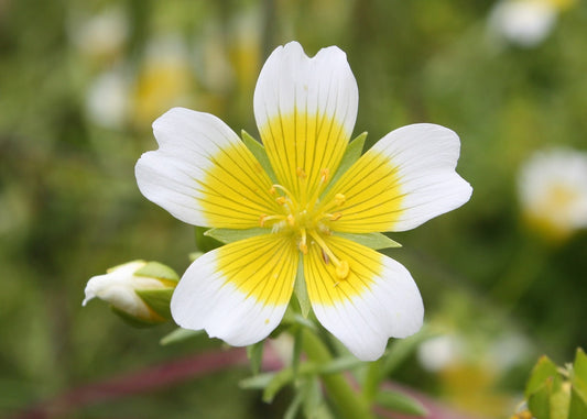 Limnanthes Douglasii Seeds for Planting  Yellow and White Blooms