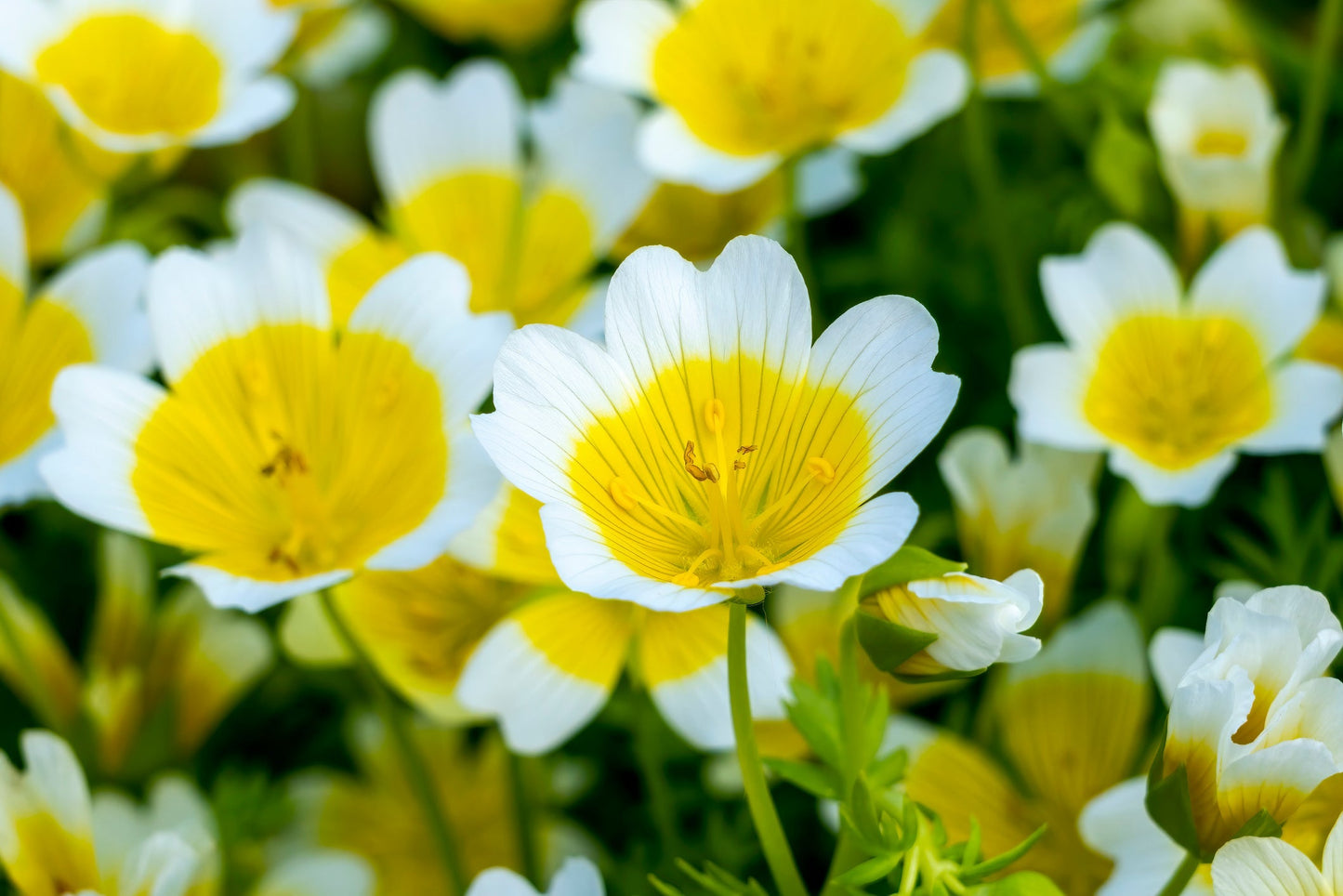 Limnanthes Flower Blooms  Bright Yellow and White Garden Flowers