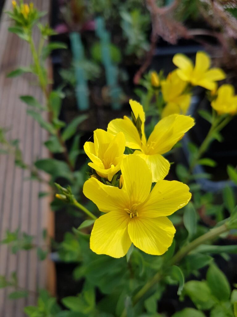 Organic Golden Flax (Linum flavum) Yellow Linseed Common Flower Seeds