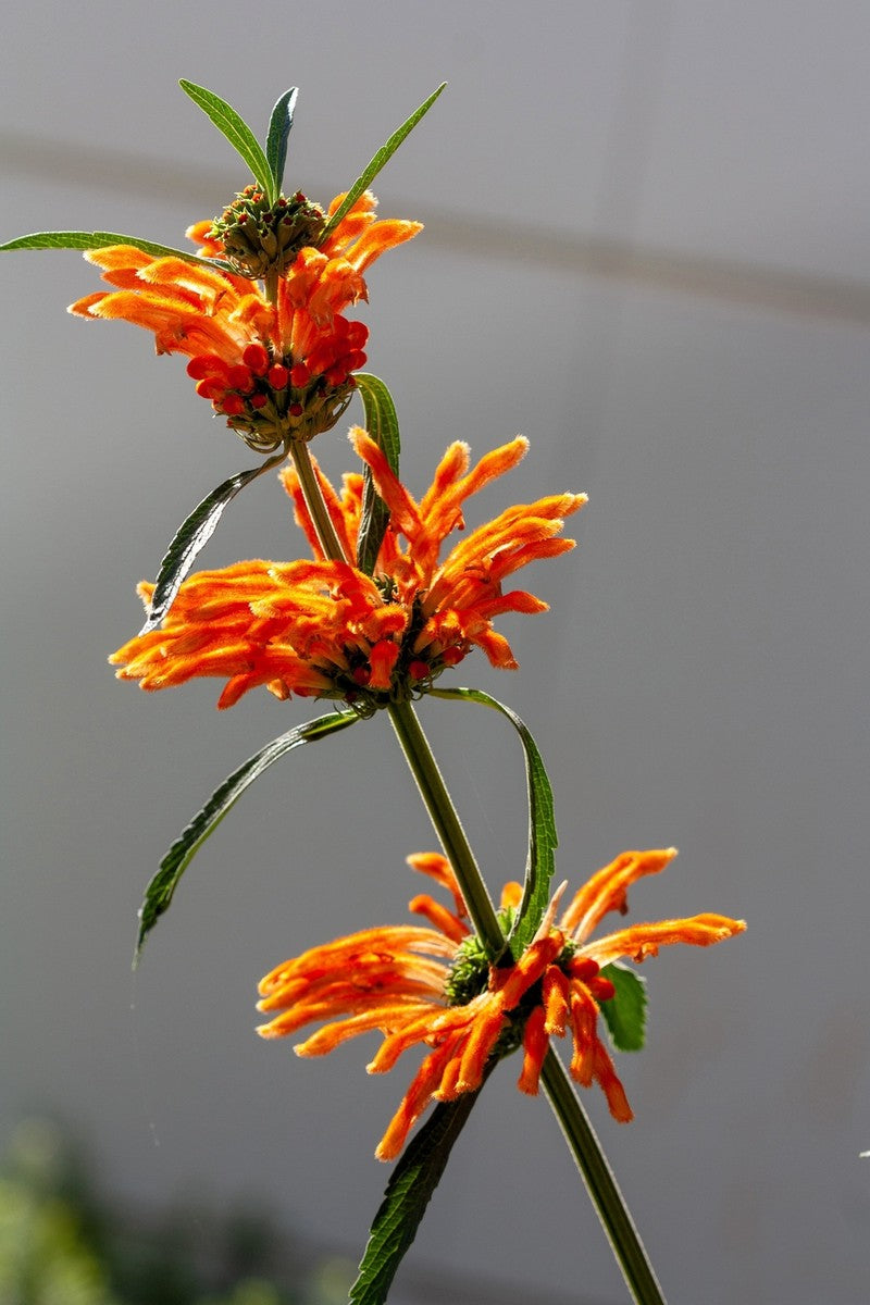 Klip Dagga (Lion's Ear / Lion's Tail / Wild Klip Dagga) Leonotis Nepetifolia Flower Seeds