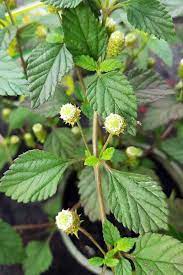 Aztec Sweet Herb (Lippia dulcis) - Honeyherb, Mayan Mint, Dulce Buttons, White Flower Seeds