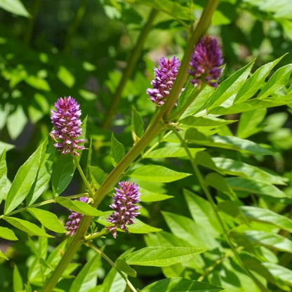 Licorice Plant (Glycyrrhiza glabra) Seeds for Planting – Heirloom, Non-GMO, Perennial, Medicinal Herb