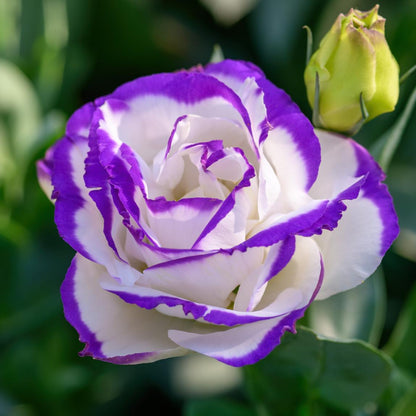 Violet White Lisianthus Flower seeds for Planting - Garden Favorite, Heirloom & GMO Free Seeds for Home Garden