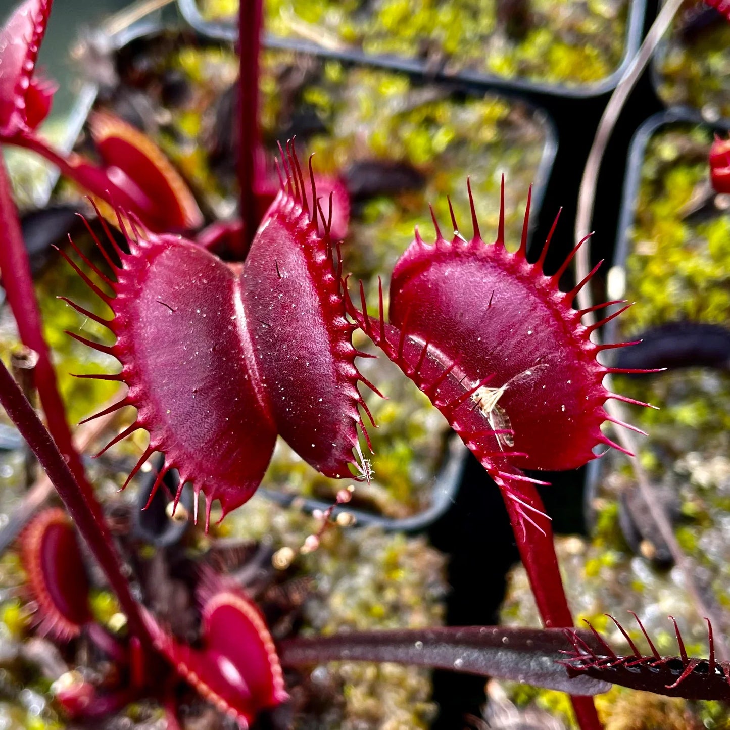 赤いハエトリグサ – 珍しい食虫植物｜鮮やかな紅色の罠を持つ生きたモウセンゴケ