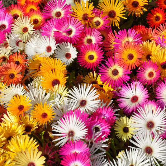 Livingstone Daisy Flower Seeds