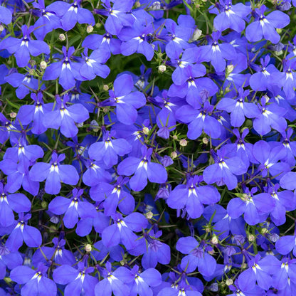 Lobelia Flower Seeds