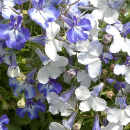 Blue Splash Lobelia Flower Seeds