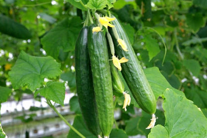 Long Cucumber Cucumis sativus Vegetable Seeds for Planting in Garden and Vegetable Patch