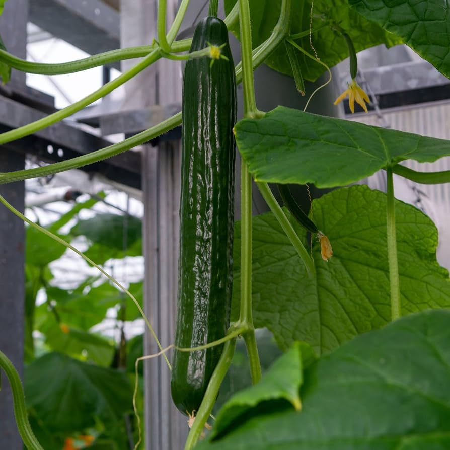 Long Cucumber Cucumis Sativus Vegetable Seeds For Planting In Garden And Vegetable Patch heirloom non-gmo organic garden seeds