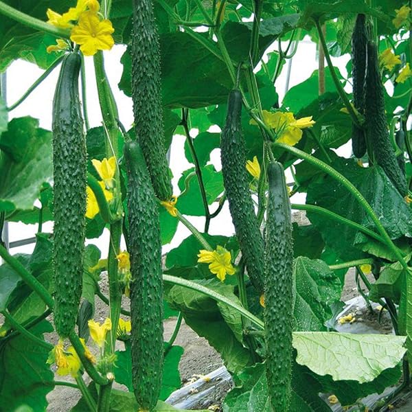 Long Cucumber Cucumis sativus Vegetable Seeds for Planting in Garden and Vegetable Patch