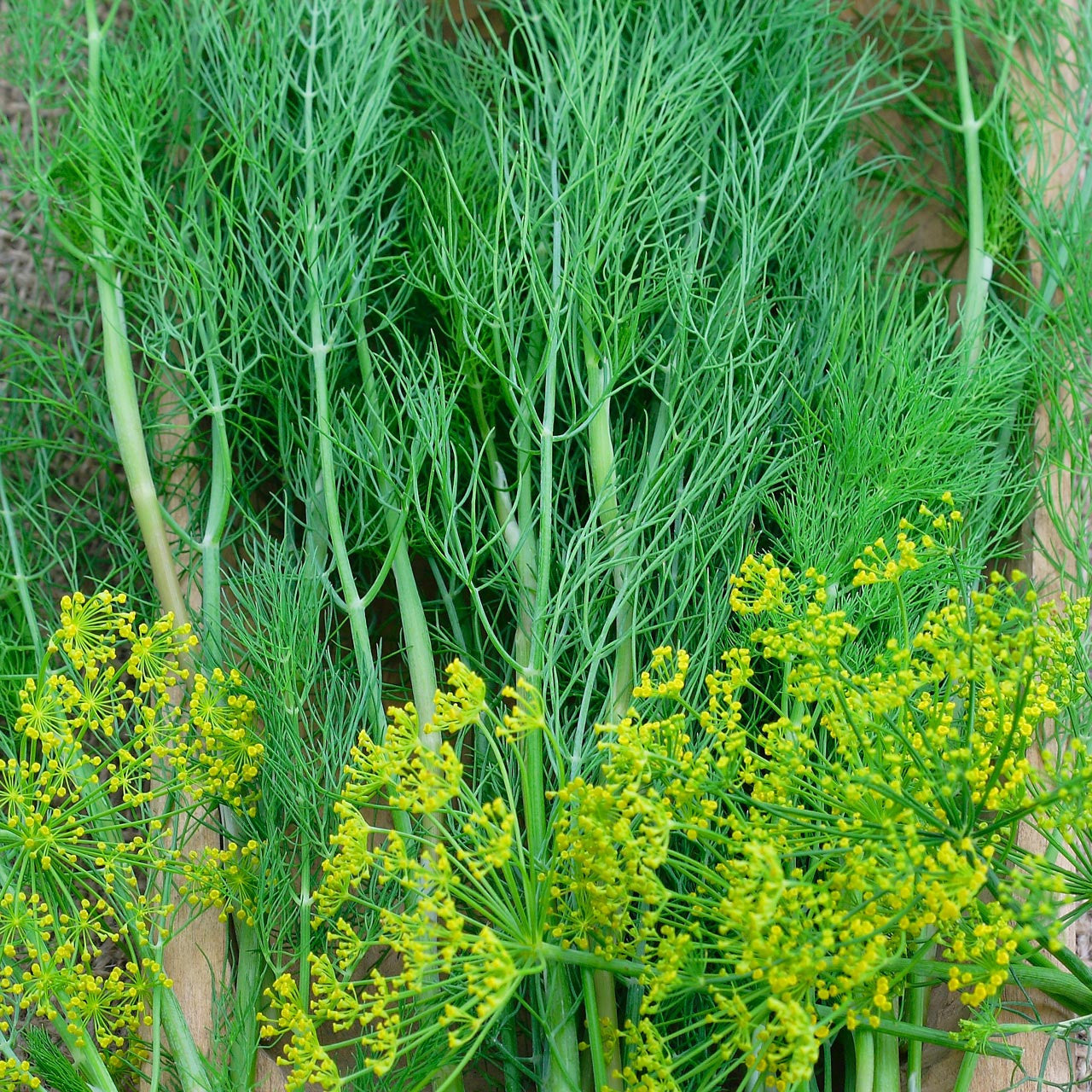 Long Island Mammoth Dill (Anethum graveolens) Herb Flower Seeds