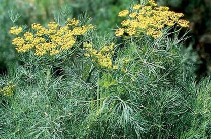 Long Island Mammoth Dill (Anethum graveolens) Herb Flower Seeds