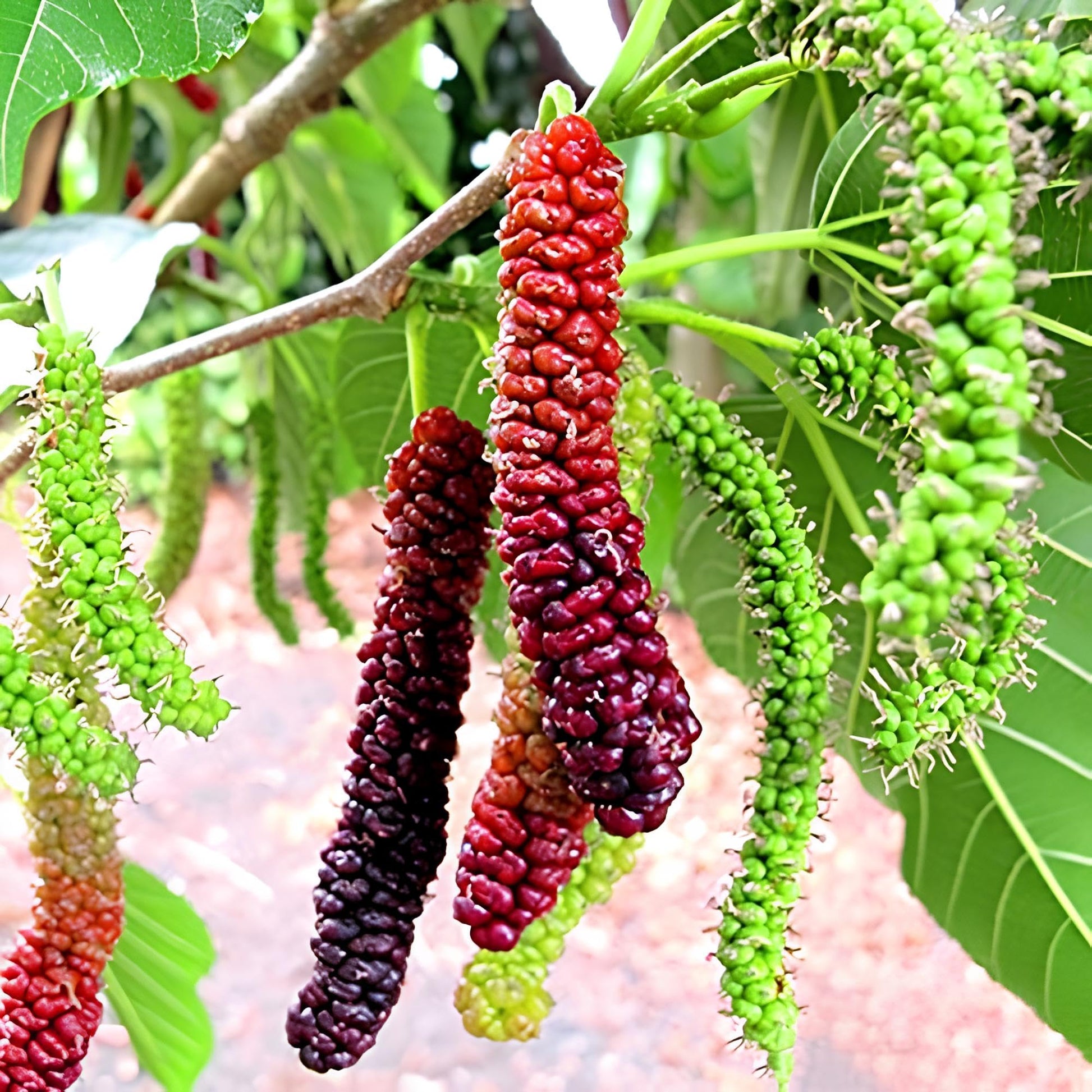 Long Mulberry Fruit Tree Seeds For Home Gardening heirloom non-gmo organic garden seeds