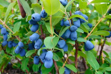 Lonicera Caerulea Seeds – Rare Honeyberry Fruit Plant for Garden