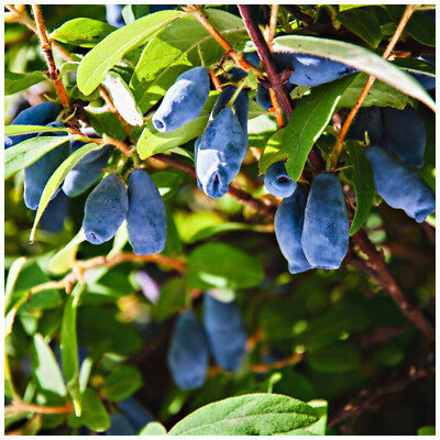 Honeyberry (Blue Honeysuckle) Lonicera caerulea Edible Fruit Shrub Seeds