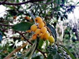 Yellow Loquat Fruit Seeds Planting Guide