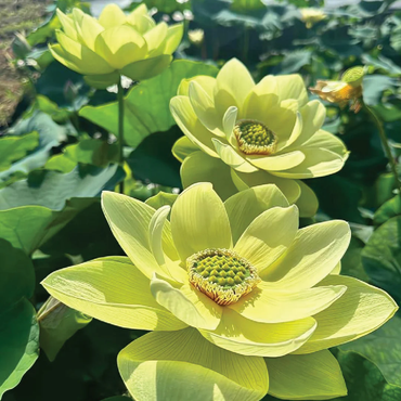 Yellow Lotus Seeds (Golden Lotus) - Bright and Elegant Aquatic Flower for Ponds