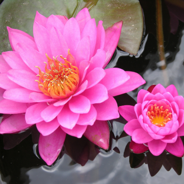 Fragrant Lotus Seeds – Highly Aromatic Aquatic Flower for Serene Garden Ponds
