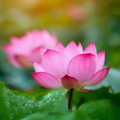 Fragrant Lotus Seeds – Highly Aromatic Aquatic Flower for Serene Garden Ponds