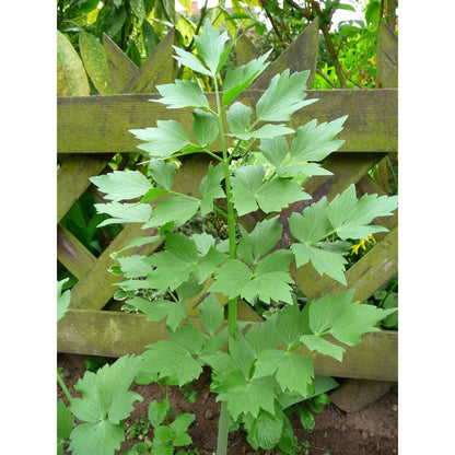 Lovage (Levistucum officinale) Herb Flower Seeds – Flavor Like Celery & Anise