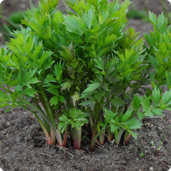 Lovage Seeds Levisticum Officinale heirloom non-gmo organic garden seeds