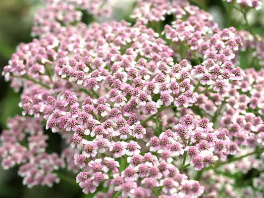Love Parade Yarrow Achillea Sibirica Ssp. Camtschatica Pale Pink Flower Seeds heirloom non-gmo organic garden seeds