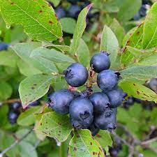 Low-Bush Wild Blueberry (Vaccinium angustifolium) Seeds