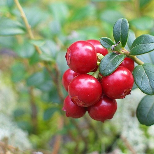 American Low Bush Cranberry Seeds - Vaccinium macrocarpon