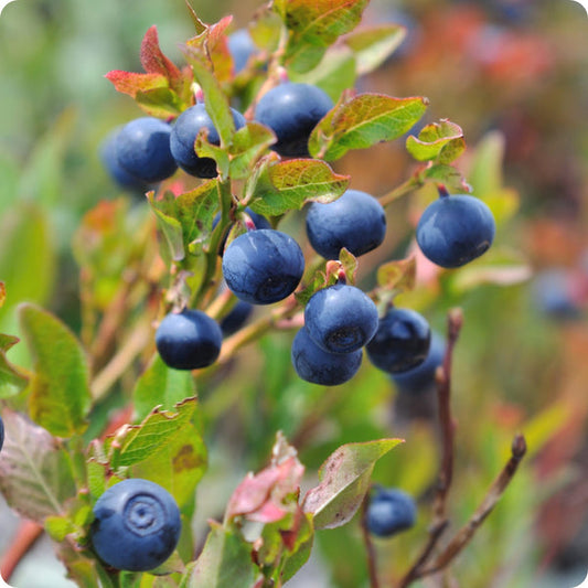 Low Bush Wild Blueberry Vaccinium Angustifolium Seeds heirloom non-gmo organic garden seeds