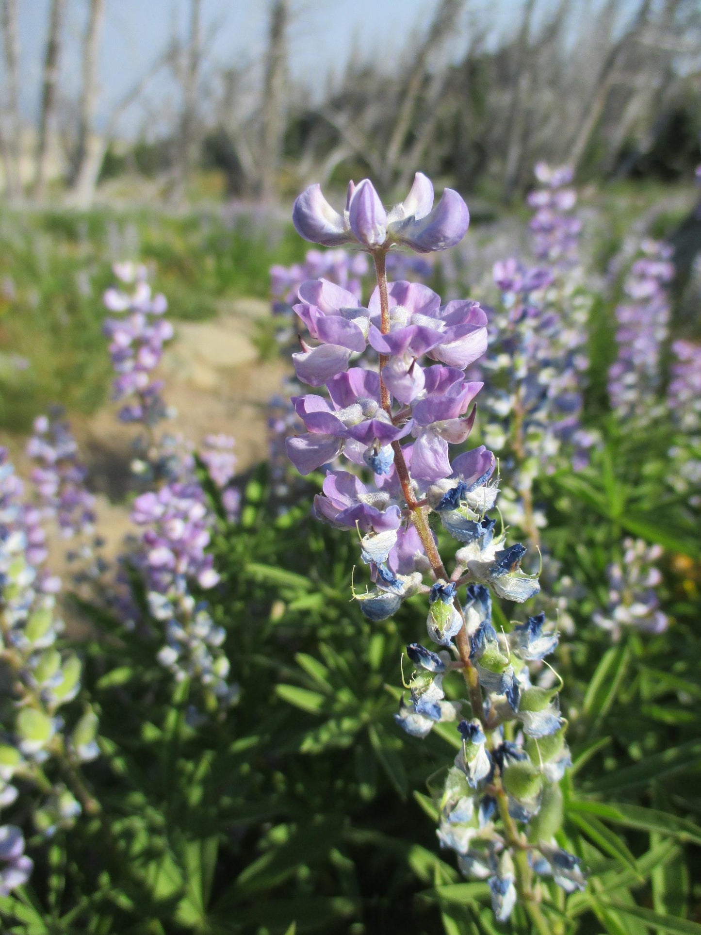 Lupinus Argenteus  Herb Seeds