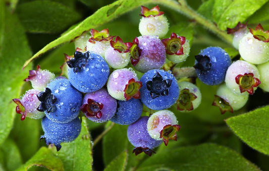 Lowbush Blueberry Vaccinium Angustifolium Dwarf Blueberry Fruit Shrub Seeds heirloom non-gmo organic garden seeds