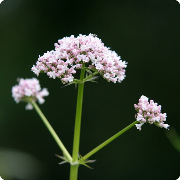 Lubelski Valerian Valeriana Officinalis 'Lubelski' Seeds heirloom non-gmo organic garden seeds