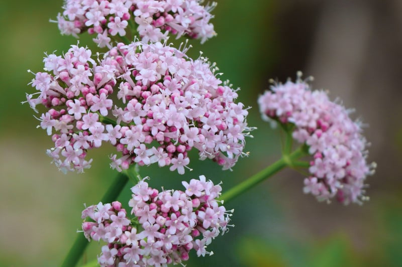 Lubelski Valerian (Valeriana officinalis 'Lubelski') Seeds