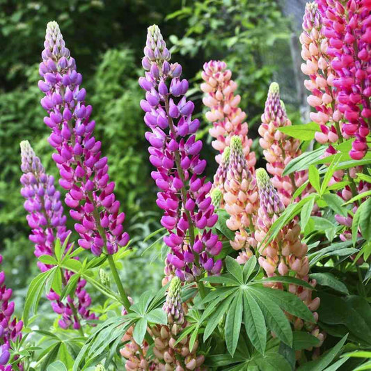 Mixed Lupine Flower Seeds