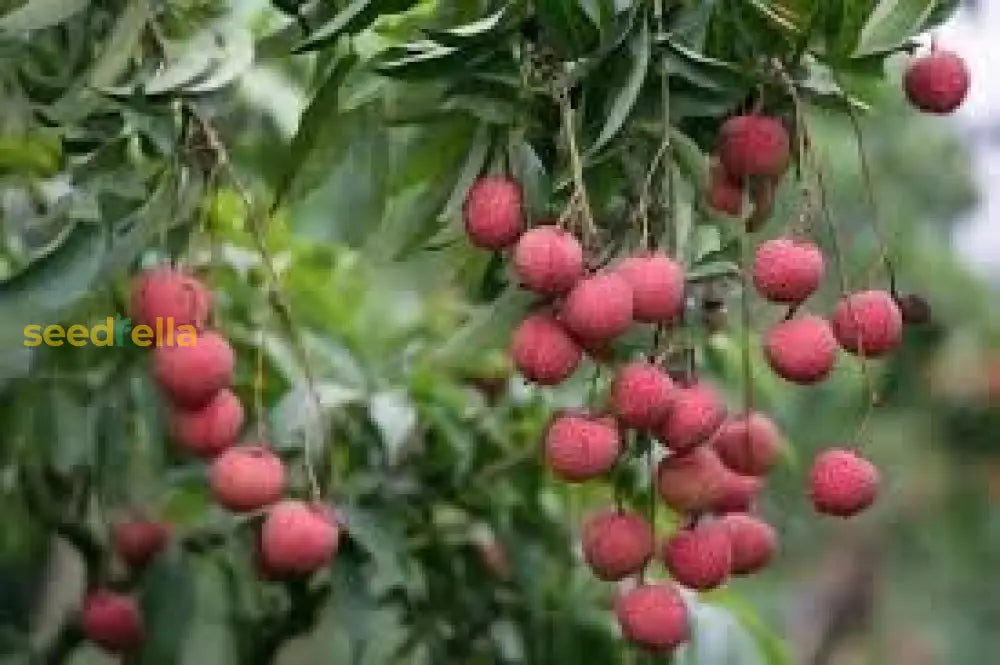 Lychee Fruit Seeds for Easy Planting