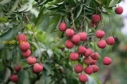 Lychee Fruit Seeds for Easy Planting