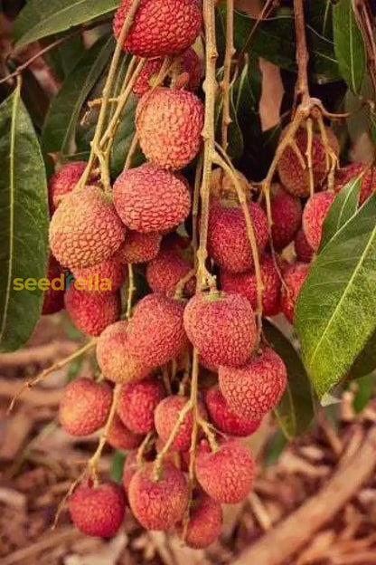 Orange Litchi Fruit Seeds for Planting - Grow Your Own Litchi Trees