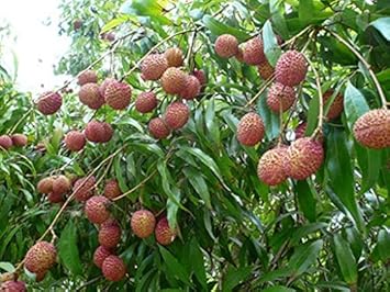 Leeche Fruit Seeds For Planting Grow Your Own Lychee Tree At Home heirloom non-gmo organic garden seeds