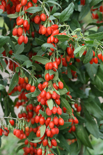 Goji Berry (Lycium barbarum) Seeds