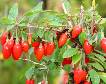 Himalayan Tibetan Goji Berry (Wolfberry) Lycium barbarum Fruit Bush Seeds
