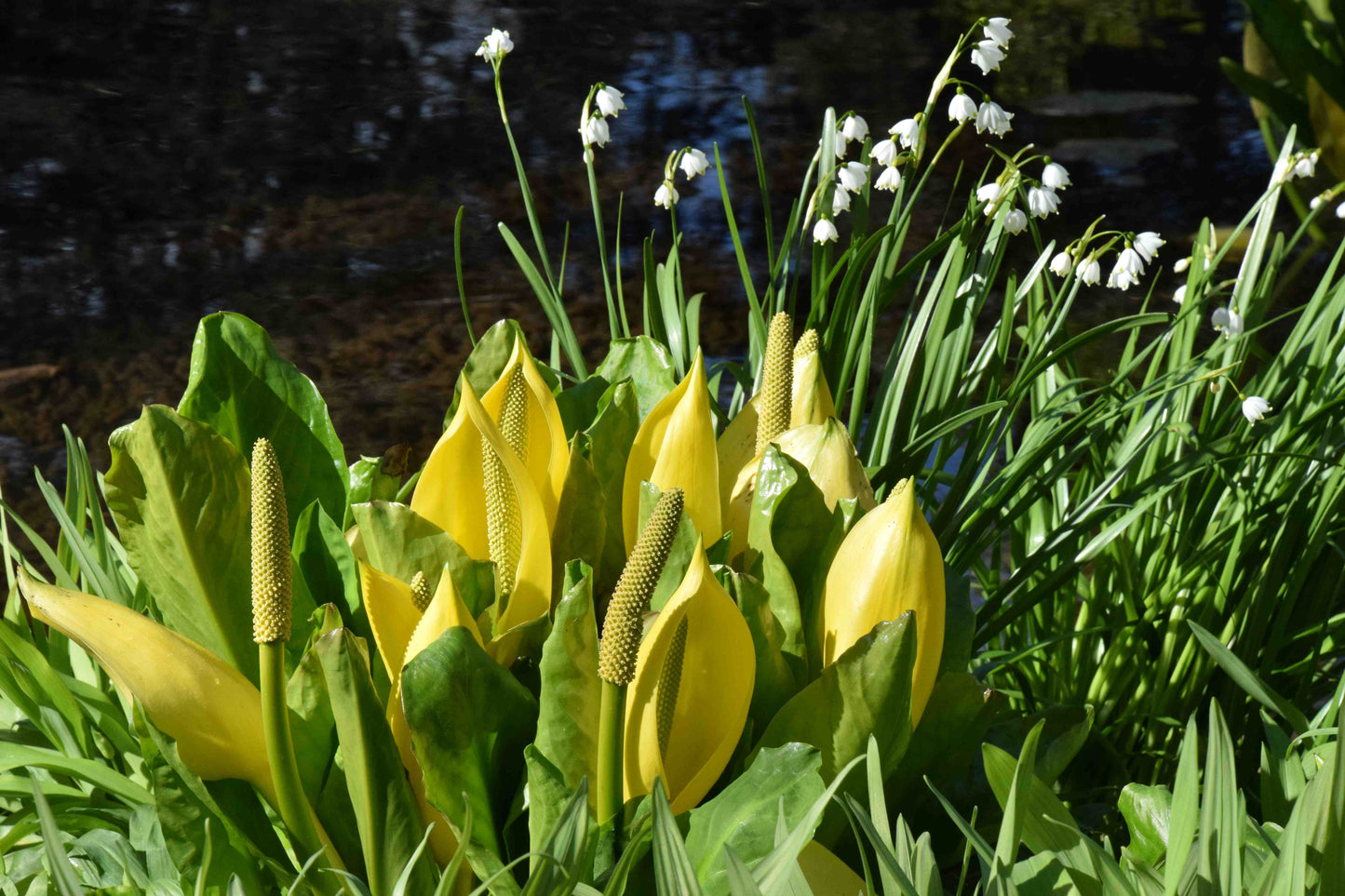 Lysichiton Americanus Kräutersamen