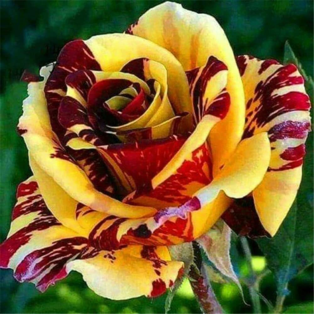 Red & Yellow Rose Flower Seeds for Planting – Heirloom, Non-GMO