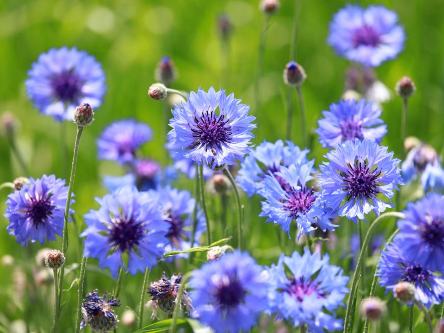 Bachelor Buttons Seeds – Double Blue Cornflower