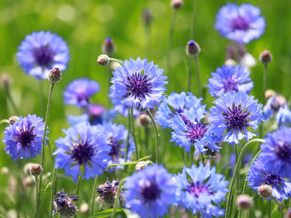 Bachelor Buttons Seeds – Double Blue Cornflower